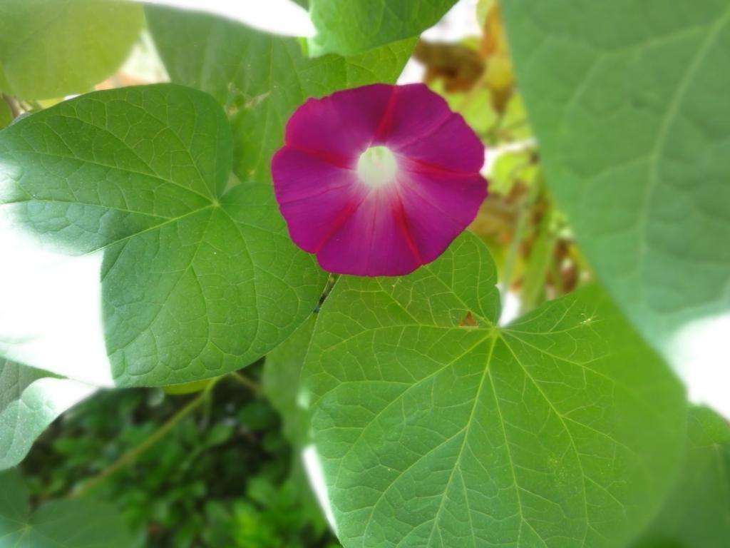 Dali Four Season Flower Inn 大理市 エクステリア 写真